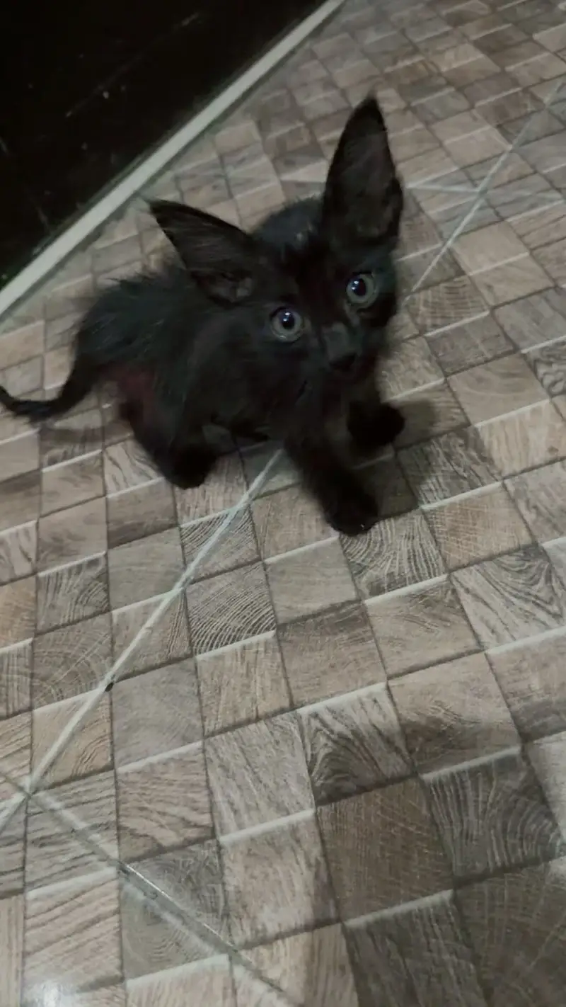 Cute kitten — photo 2