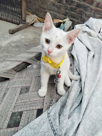 cat sell