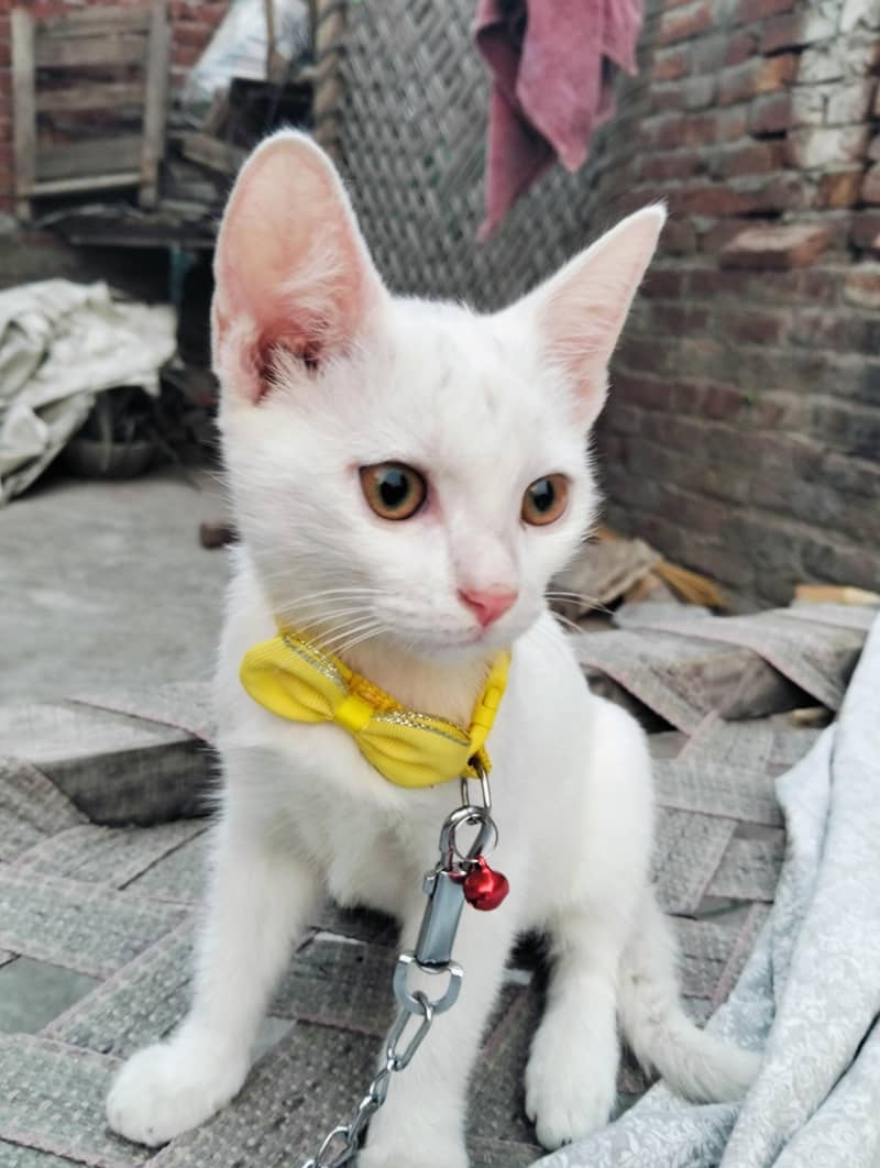 cat sell 1