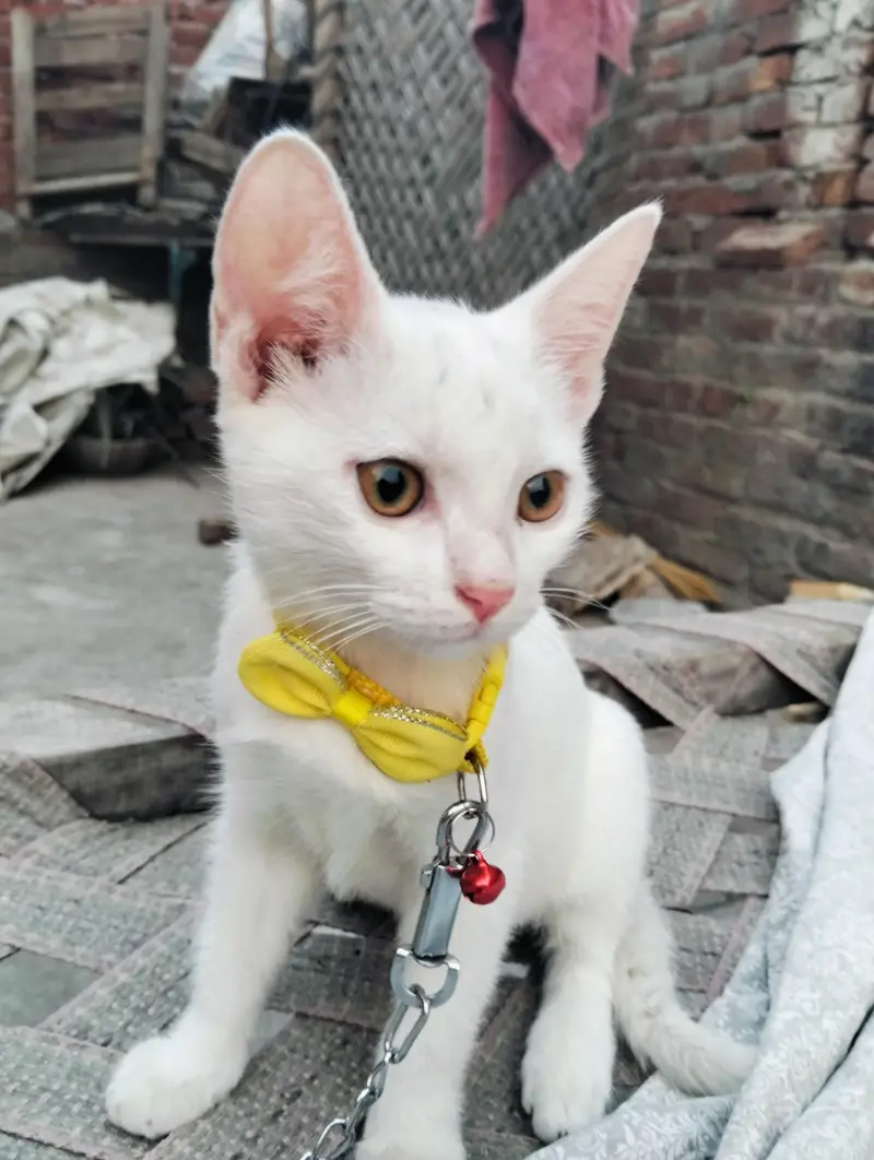cat sell — photo 2