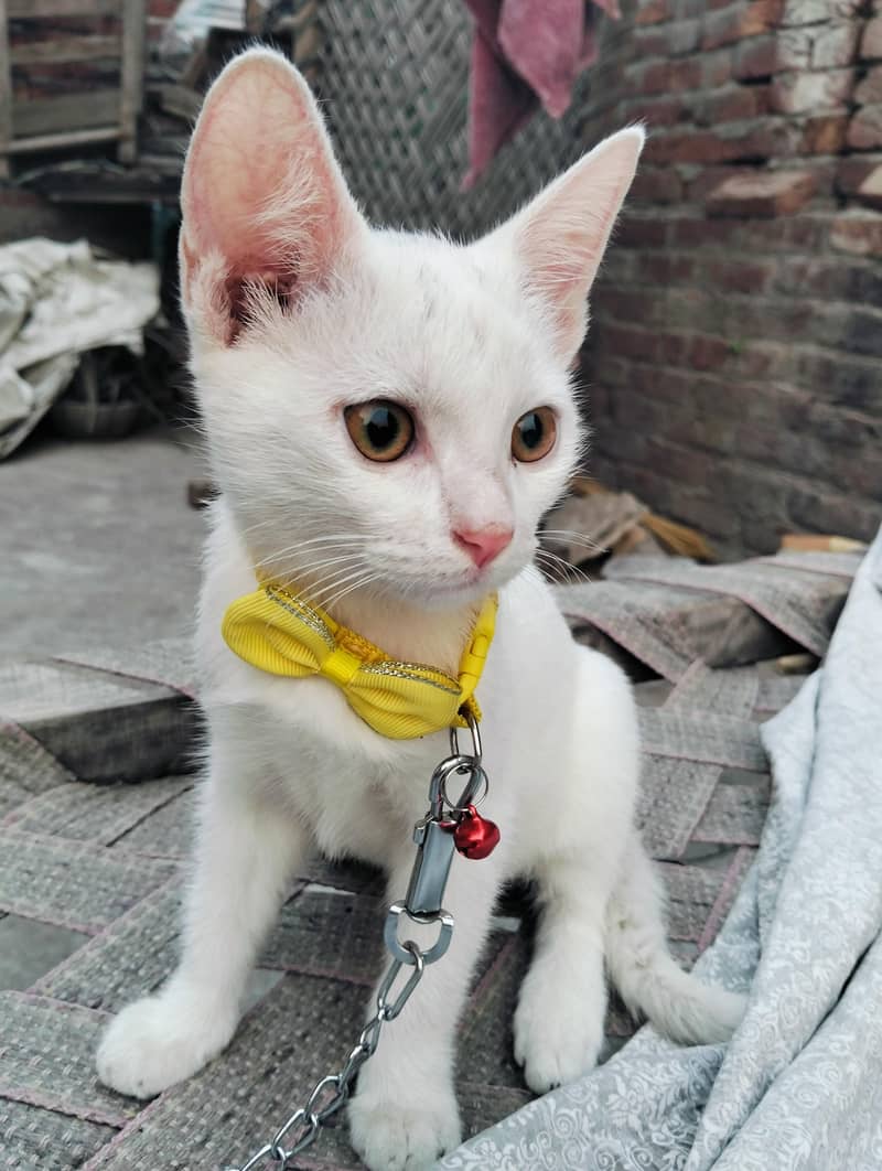cat sell 2