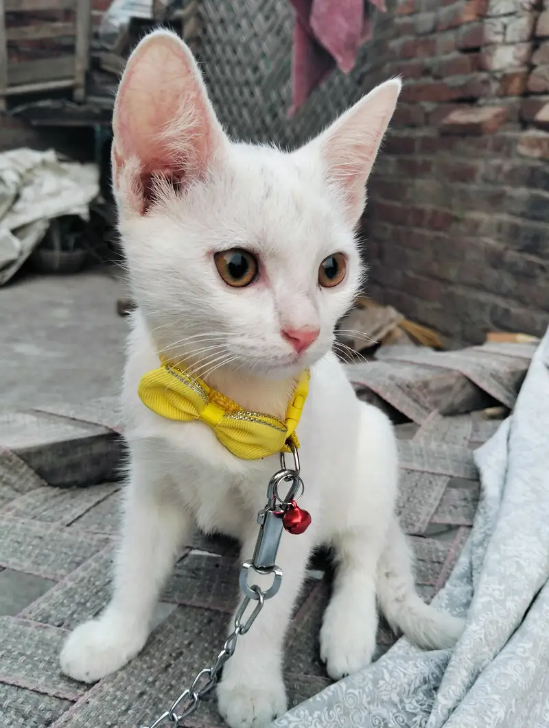 cat sell — photo 3