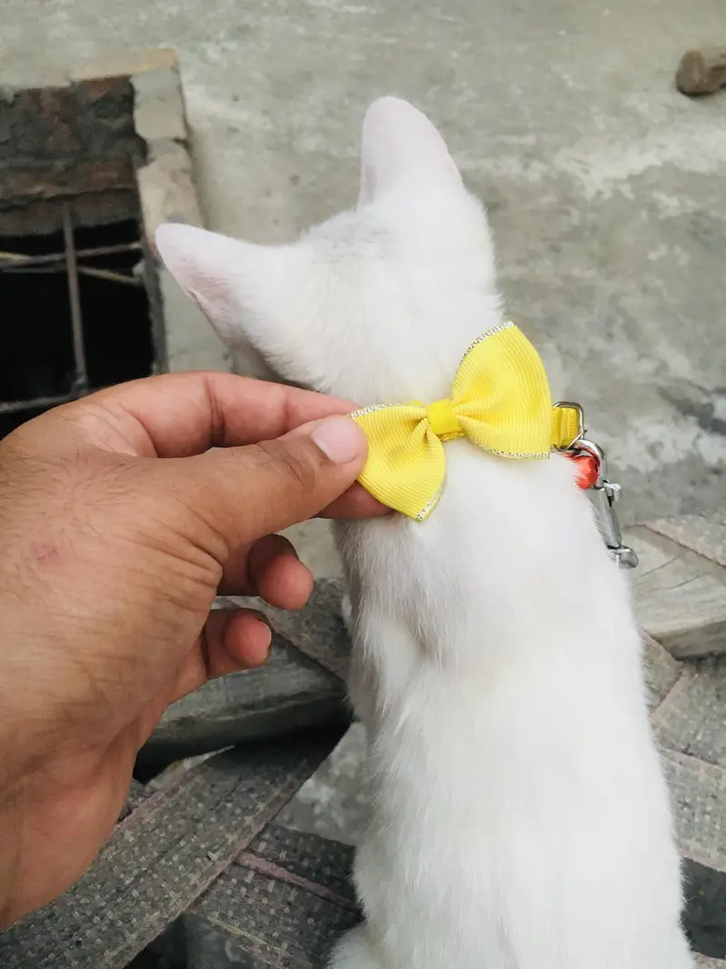 cat sell — photo 4