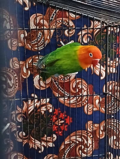 green opline male