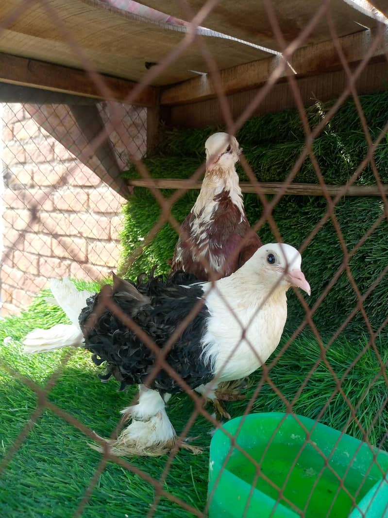 frilback sadel 3