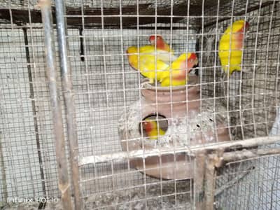 Fishers parrot for sale