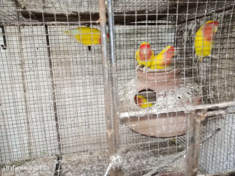 Fishers parrot for sale — photo 2