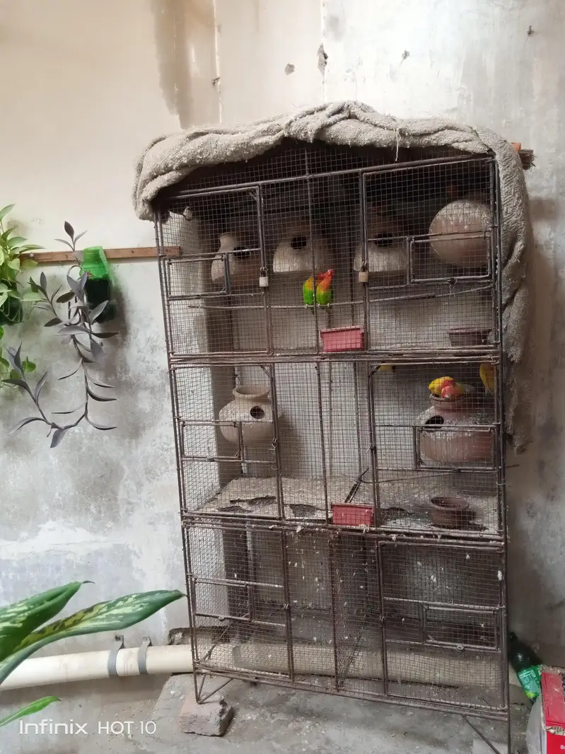 Fishers parrot for sale — photo 3