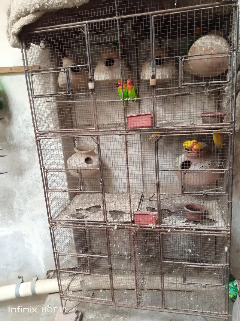 Fishers parrot for sale — photo 4