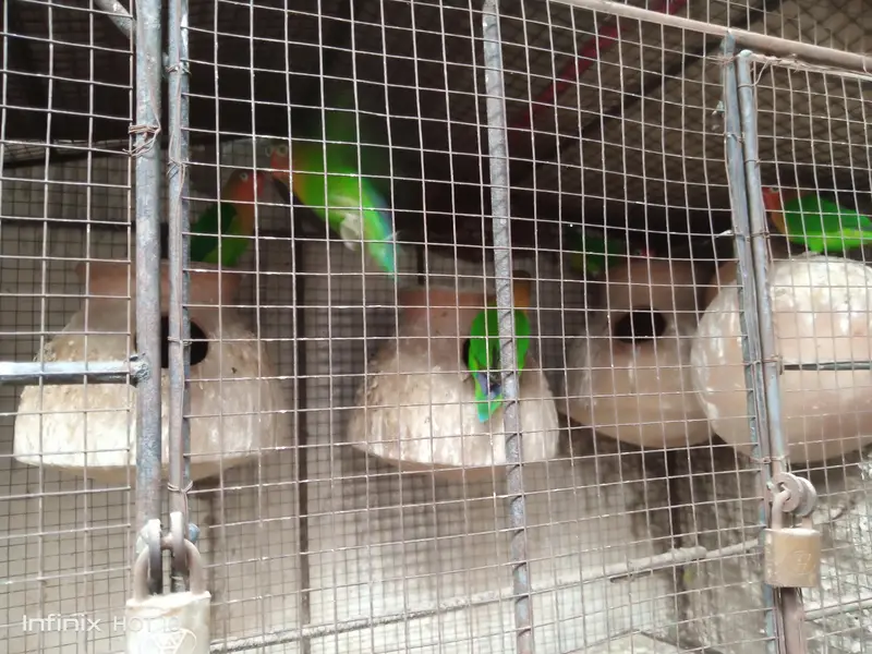 Fishers parrot for sale — photo 5