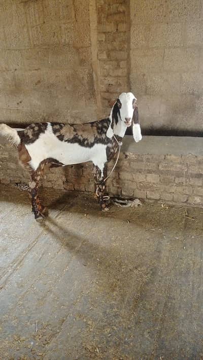 Sheri bakri n bakra
