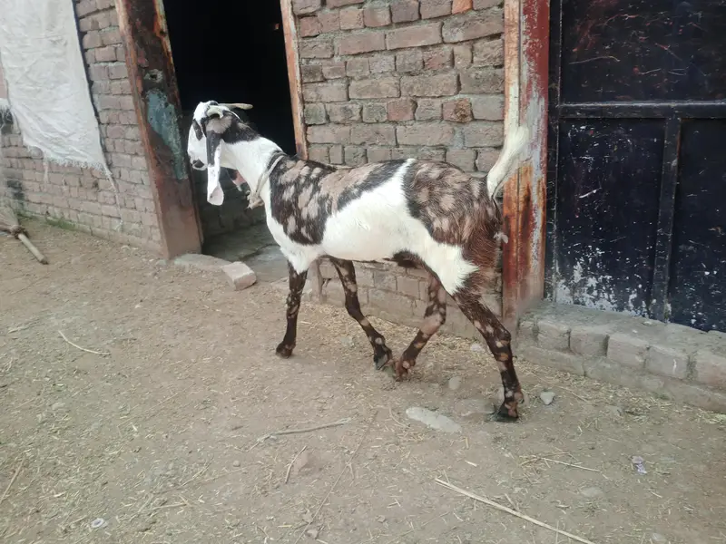 Sheri bakri n bakra — photo 2