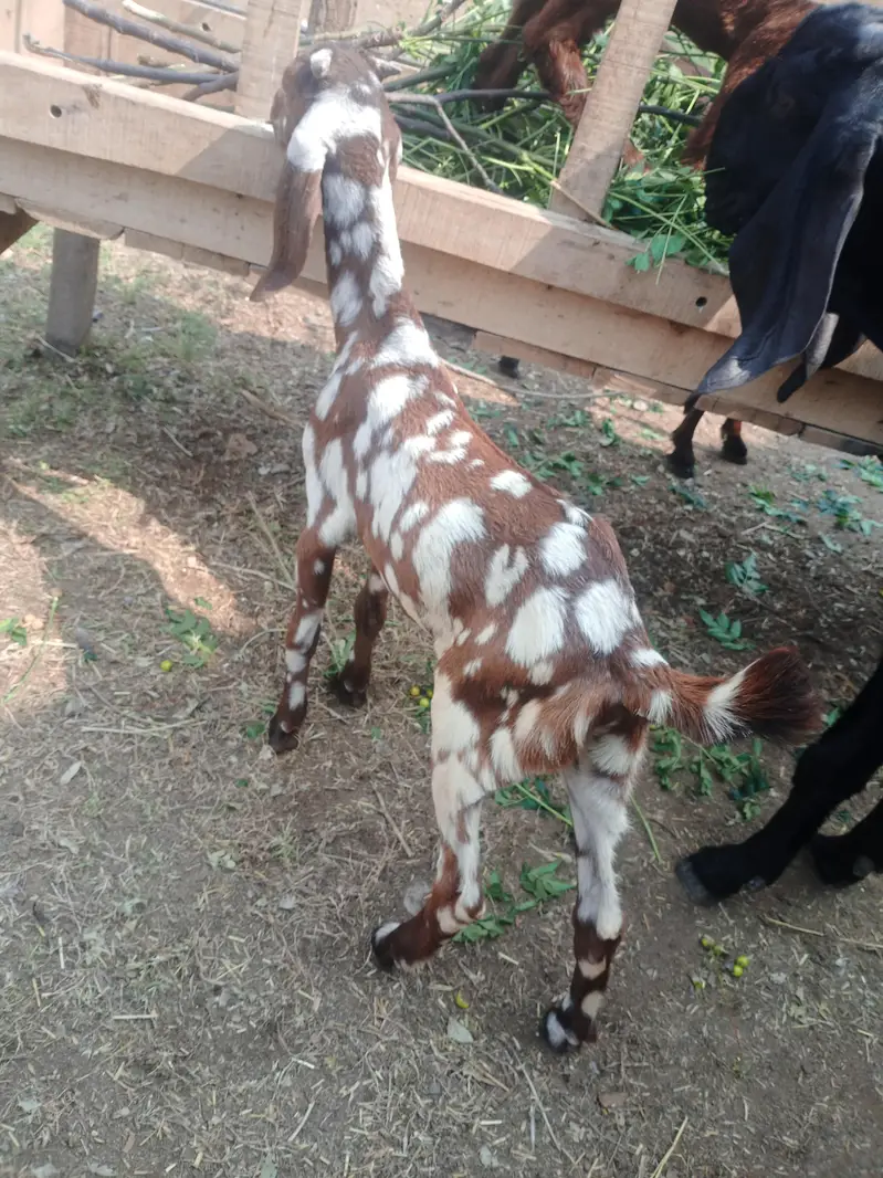 Sheri bakri n bakra — photo 3