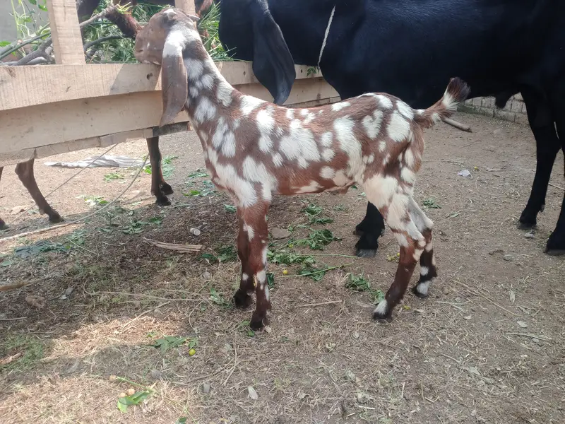 Sheri bakri n bakra — photo 4