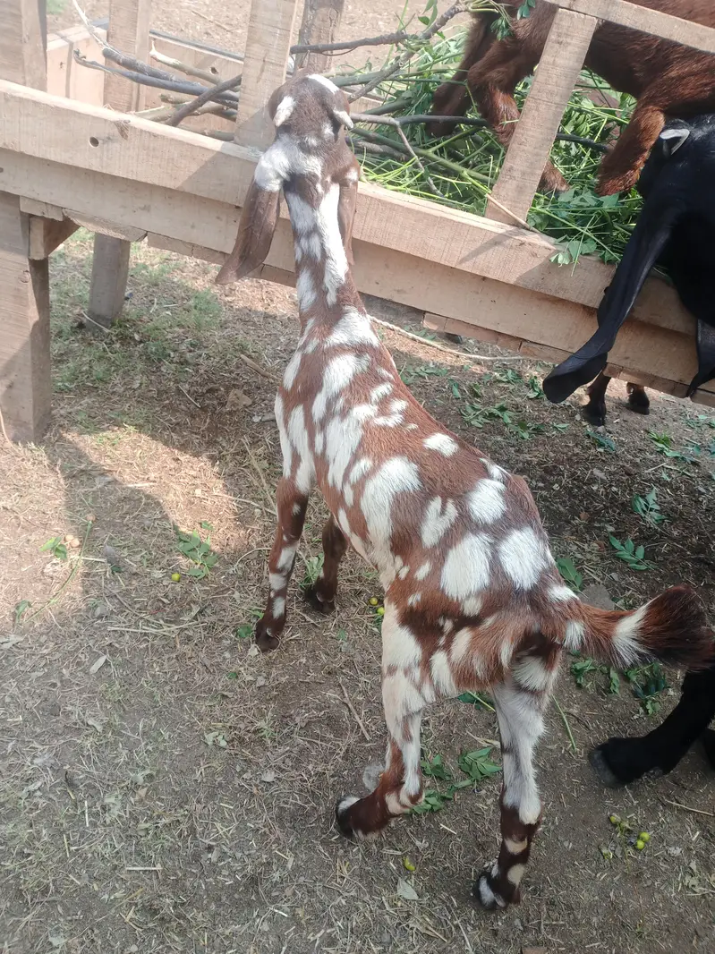 Sheri bakri n bakra — photo 5
