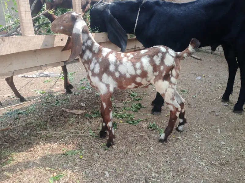 Sheri bakri n bakra — photo 6