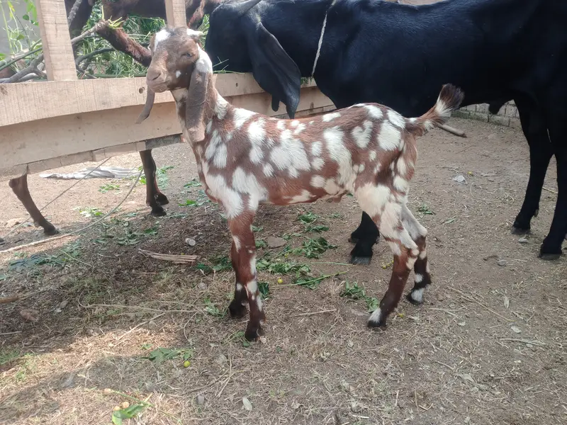 Sheri bakri n bakra — photo 7