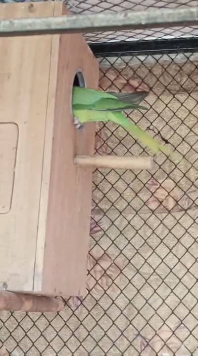 Ringneck and cocktail pairs