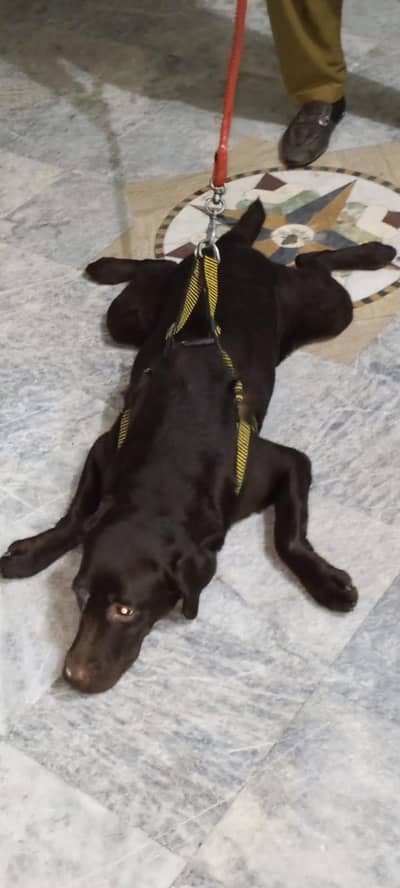 laibra dog female