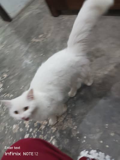 beautiful white cat