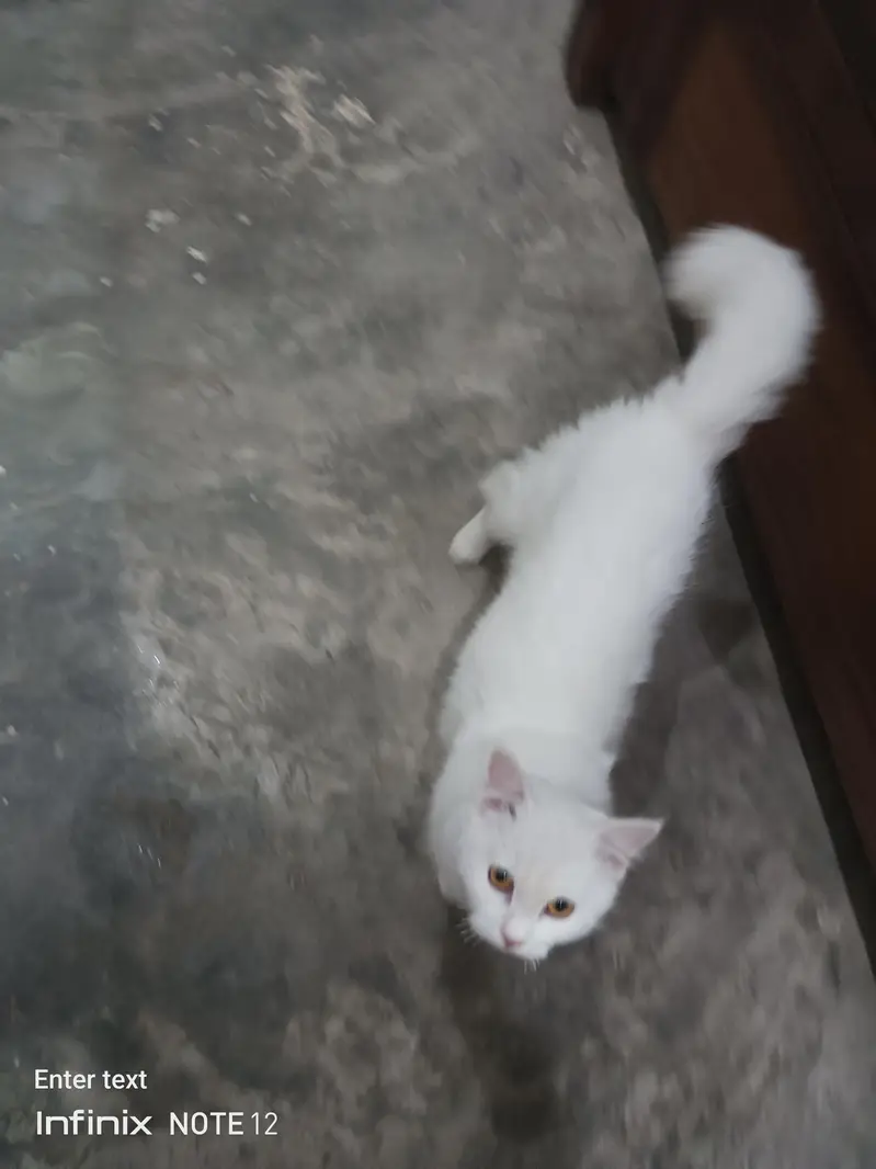 beautiful white cat triple coted healthy and active — photo 2