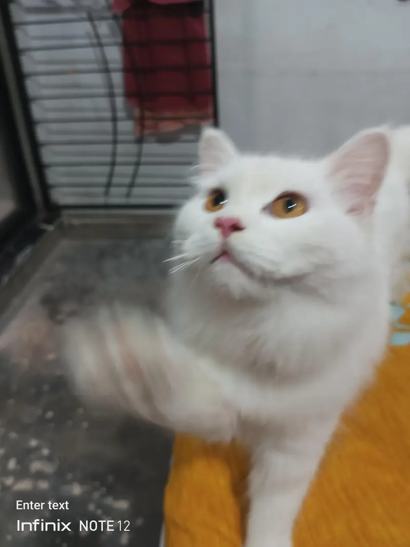 beautiful white cat triple coted healthy and active — photo 3