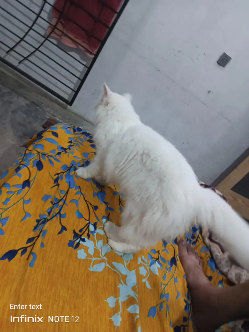 beautiful white cat triple coted healthy and active — photo 4