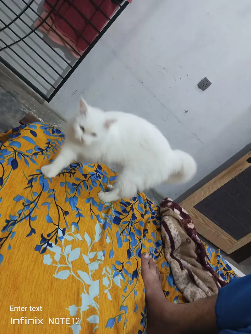 beautiful white cat triple coted healthy and active — photo 5
