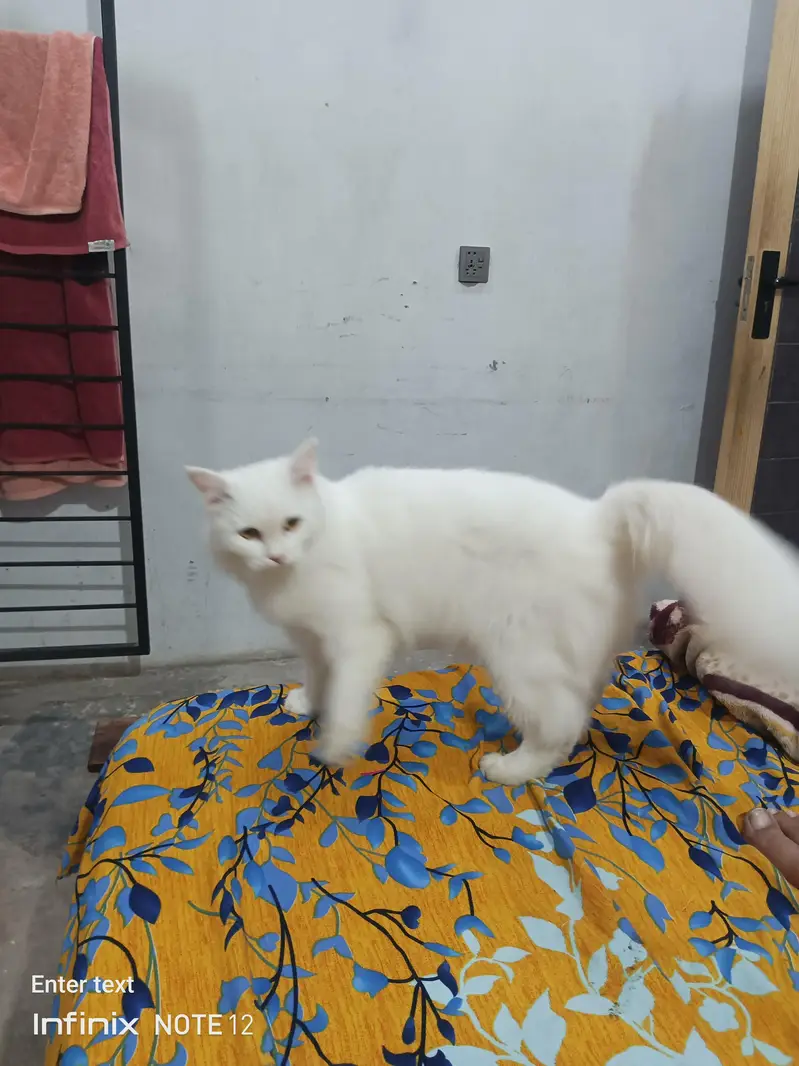beautiful white cat triple coted healthy and active — photo 6