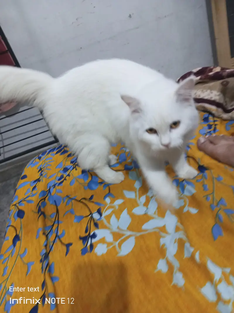 beautiful white cat triple coted healthy and active — photo 7