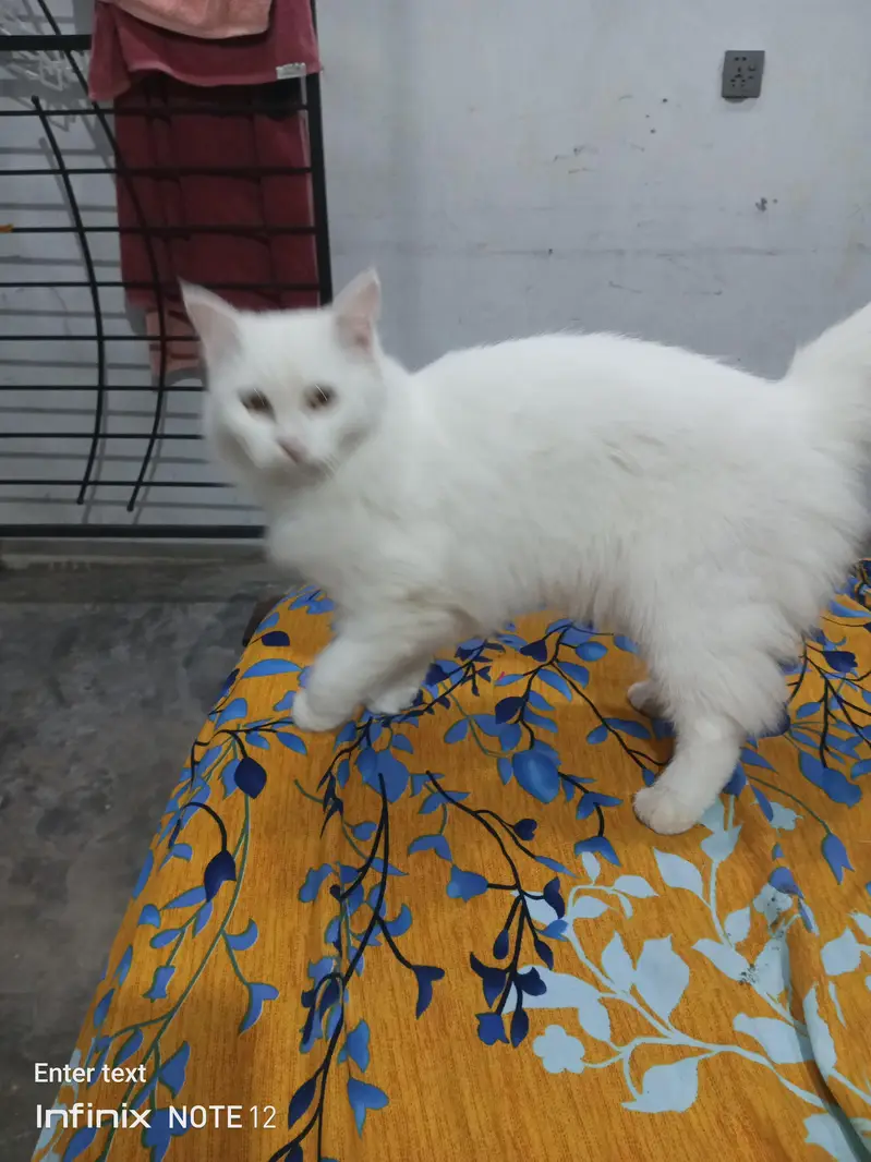 beautiful white cat triple coted healthy and active — photo 8