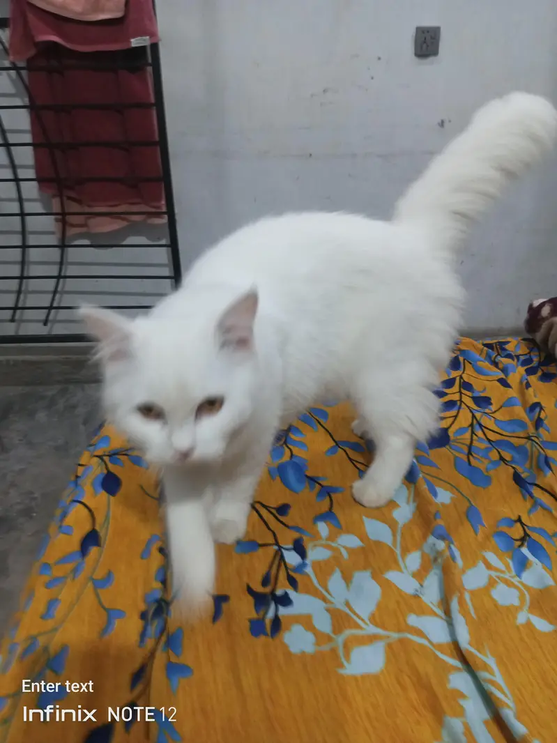 beautiful white cat triple coted healthy and active — photo 9