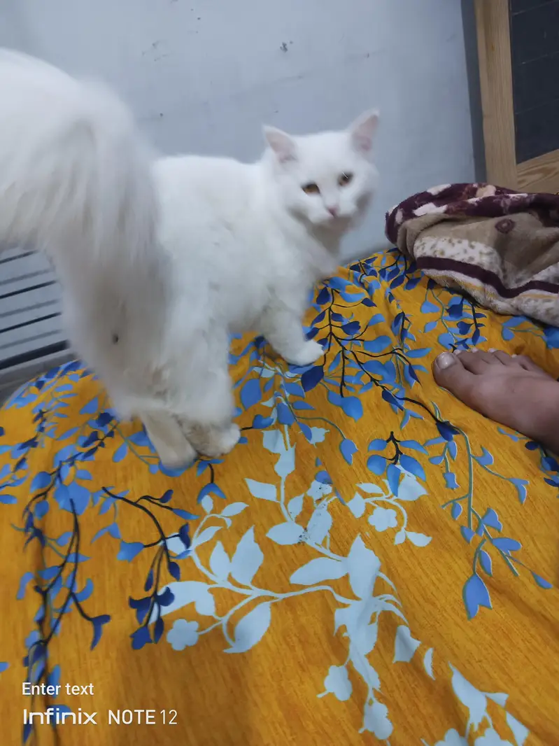 beautiful white cat triple coted healthy and active — photo 10