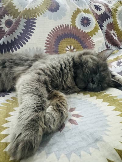 Persian cat for sale