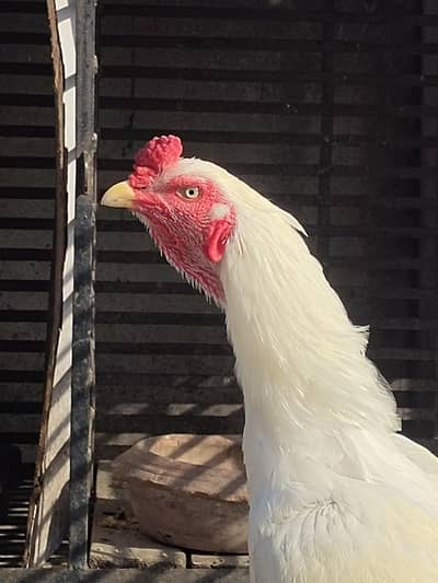 White male brown lakhi mian pure female