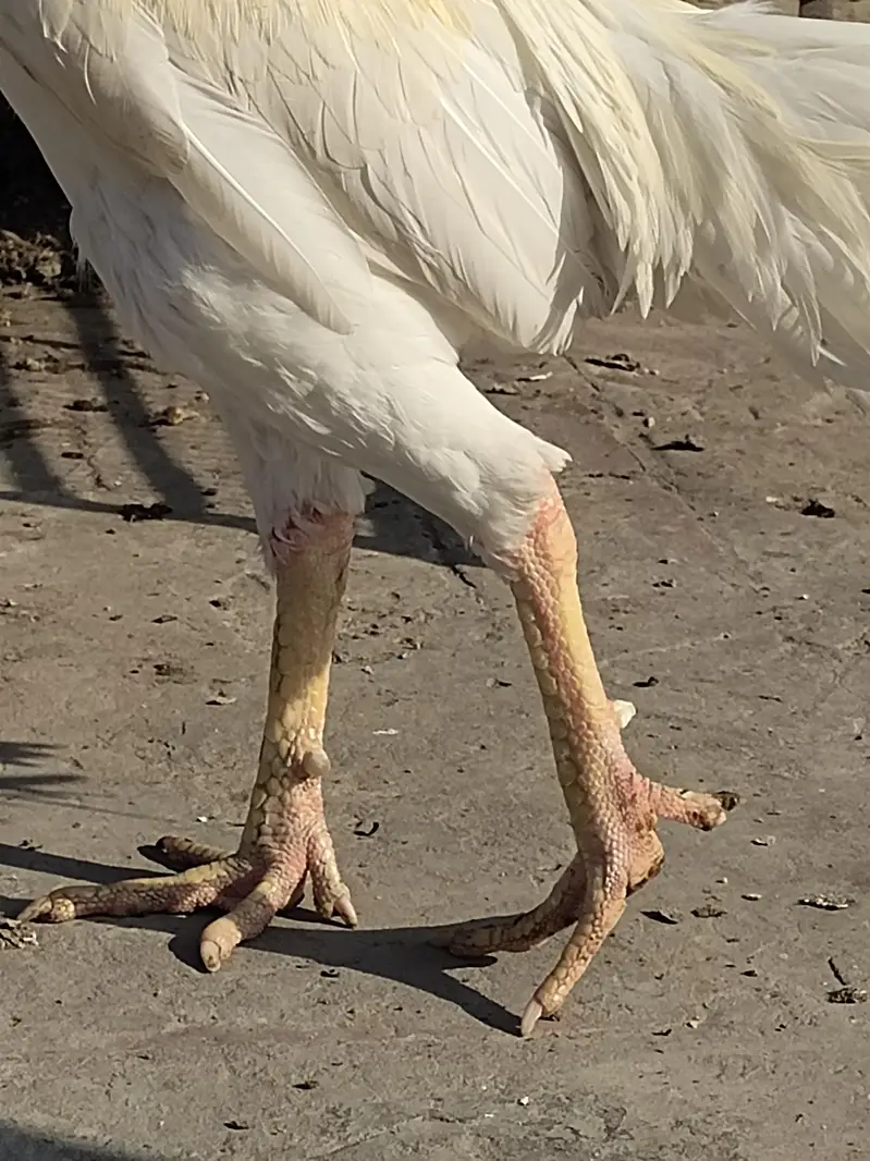 White male brown lakhi mian pure female — photo 2