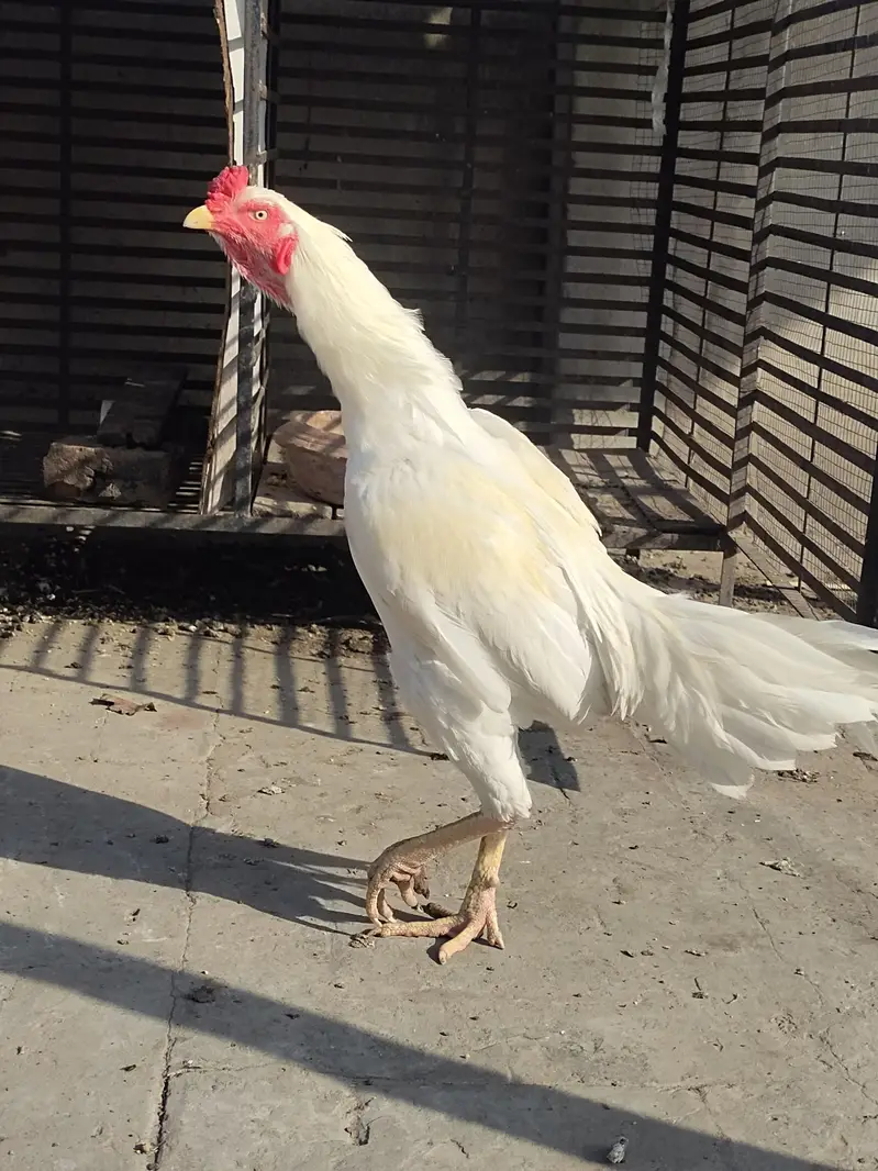 White male brown lakhi mian pure female — photo 3