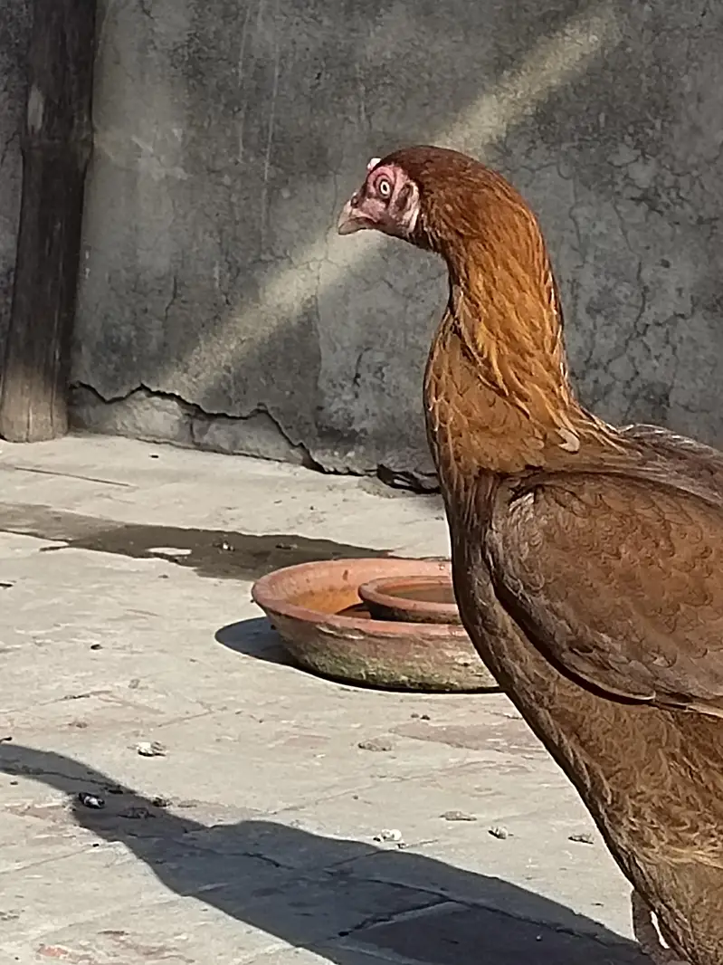 White male brown lakhi mian pure female — photo 4