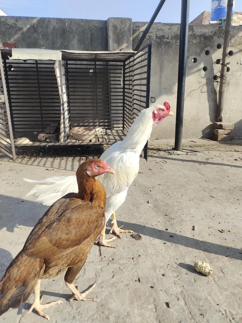 White male brown lakhi mian pure female — photo 5