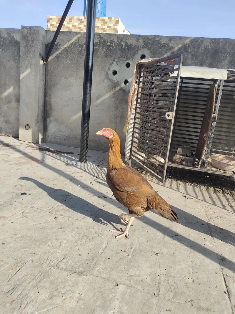 White male brown lakhi mian pure female — photo 6