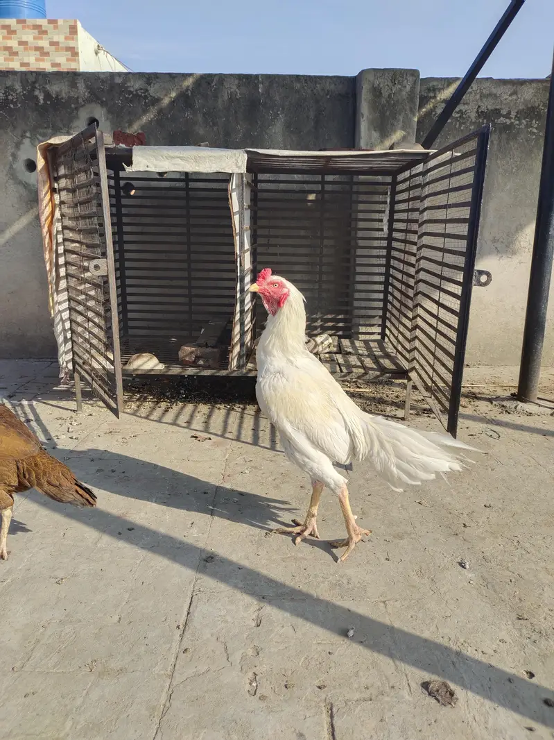 White male brown lakhi mian pure female — photo 7