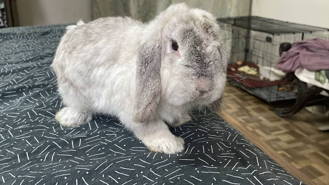 Looper rabbit 1