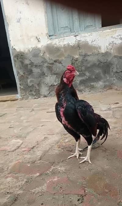 Amroha aseel patha for sale 0.33. 33.44. 8.225