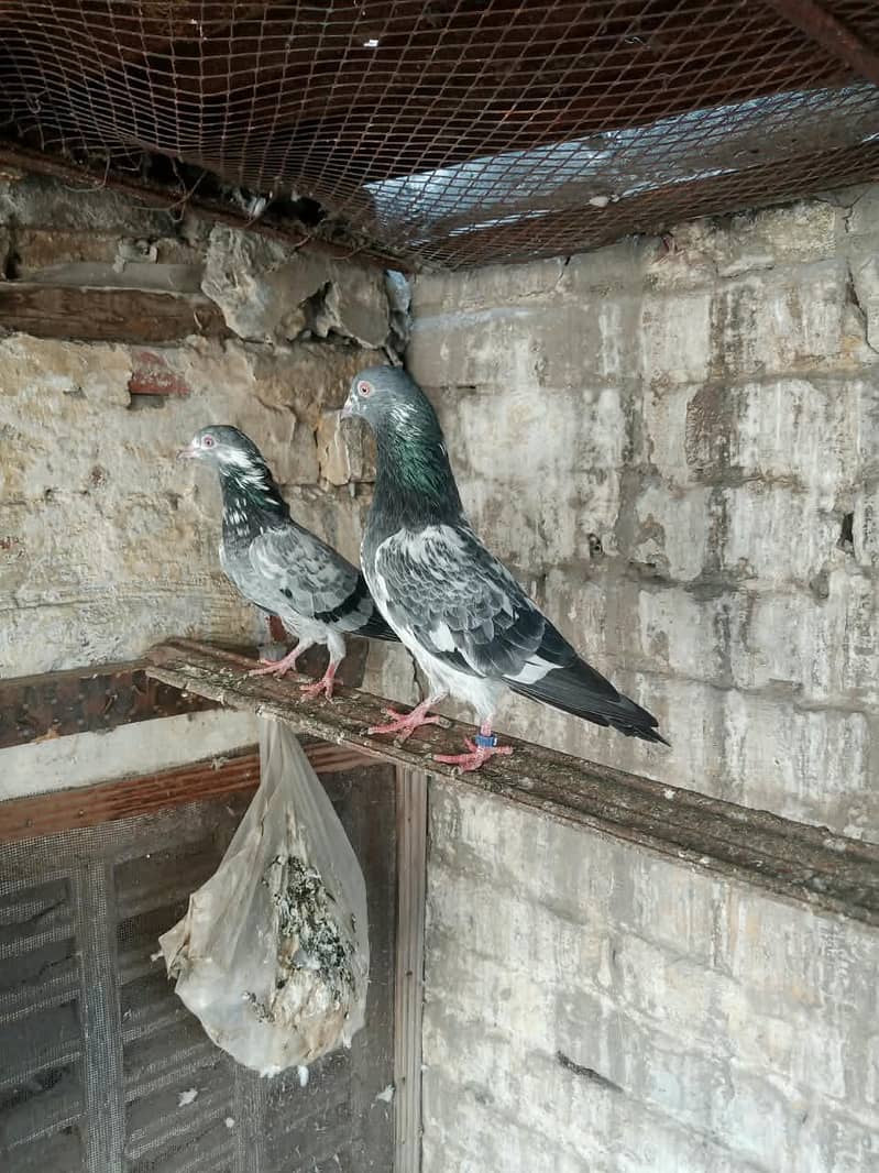 dabwala pigeons 0