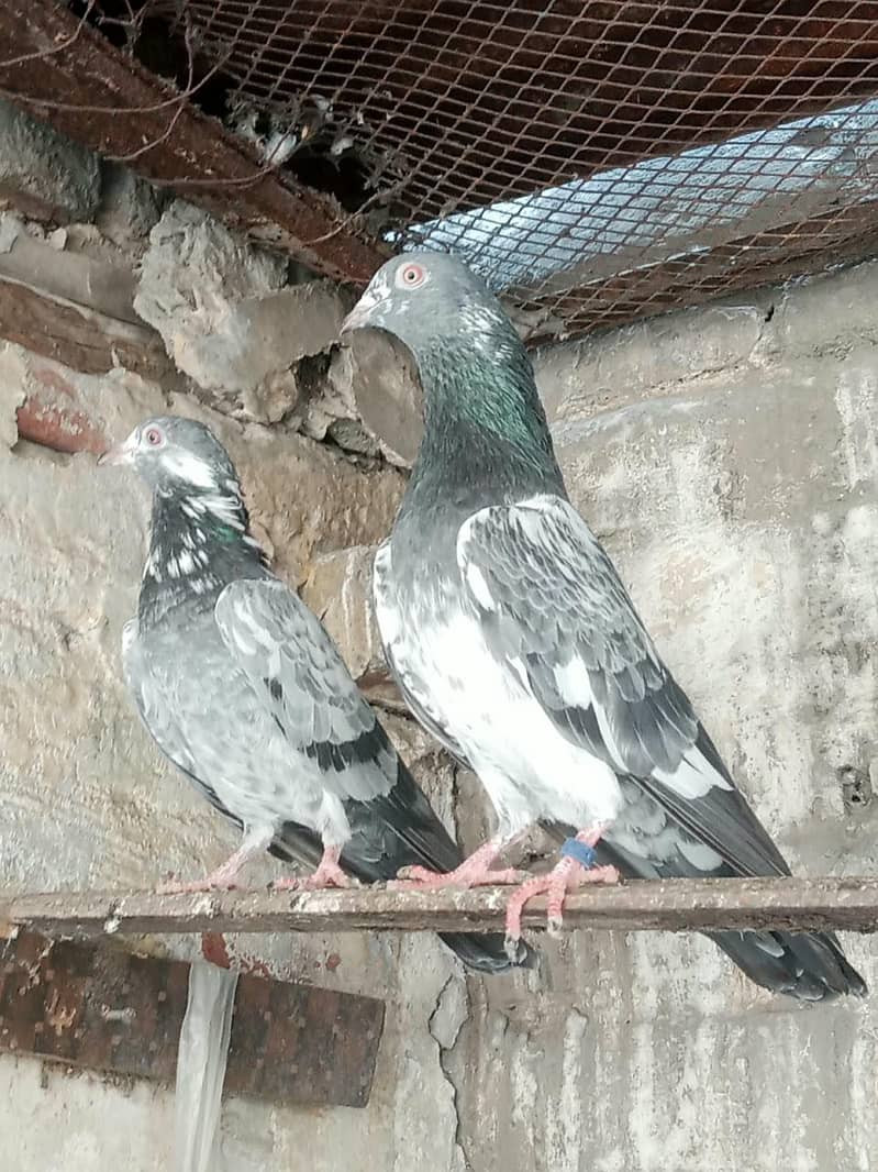 dabwala pigeons 1