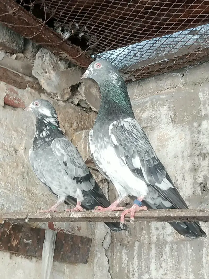 dabwala pigeons — photo 2