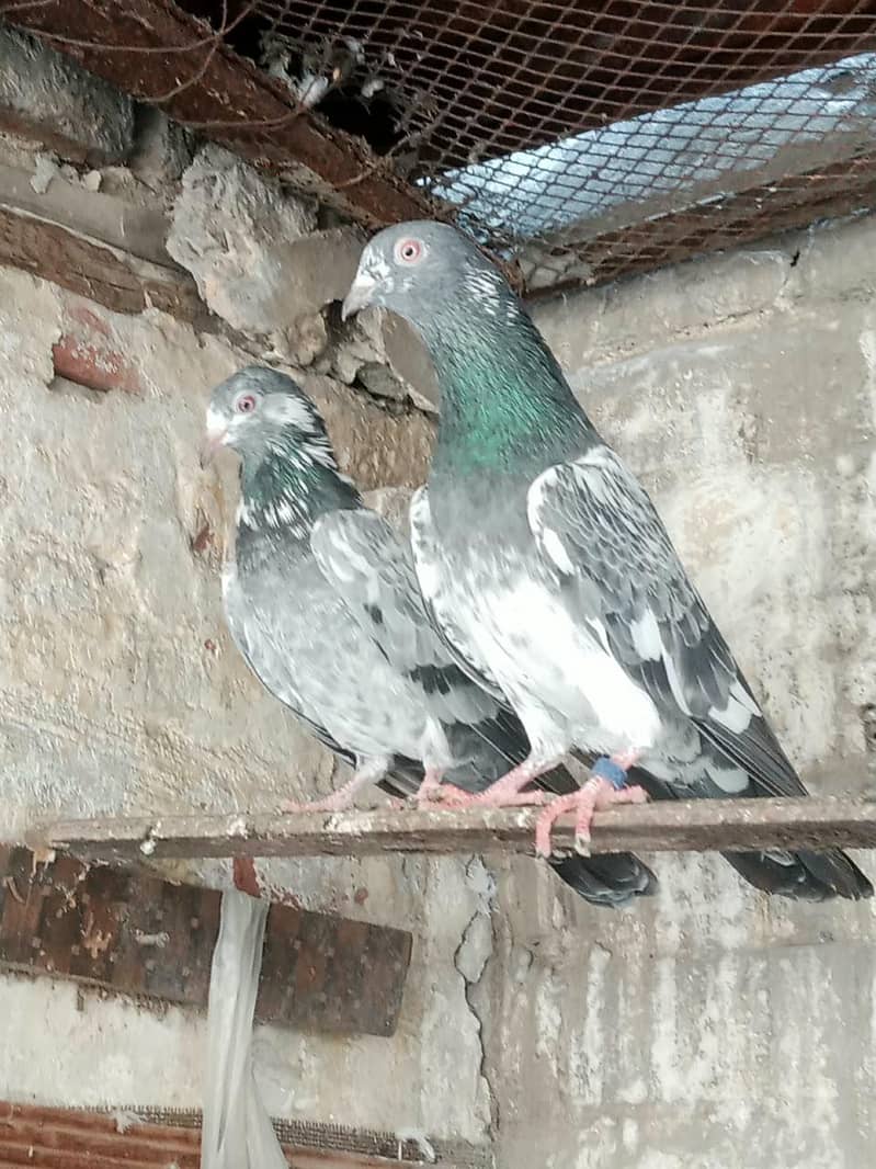 dabwala pigeons 2