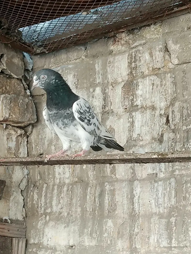 dabwala pigeons — photo 4
