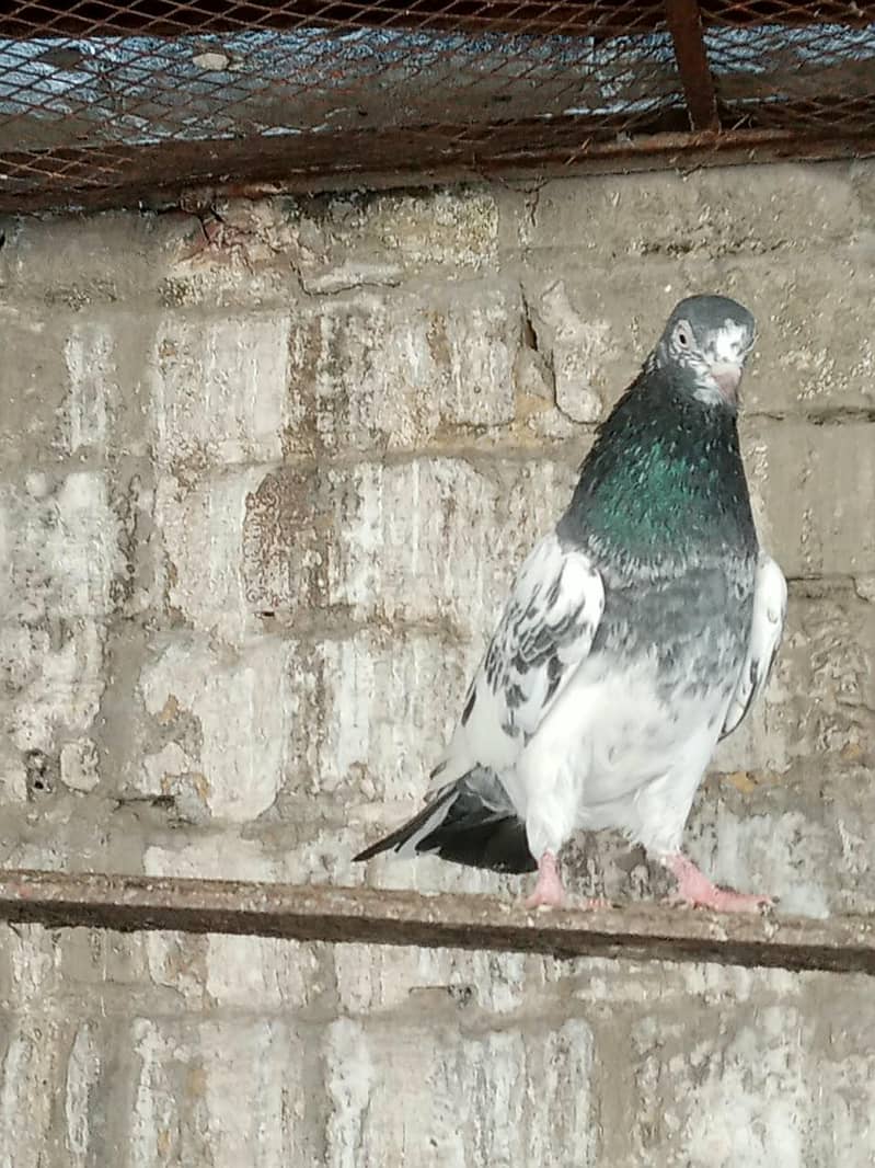 dabwala pigeons 4