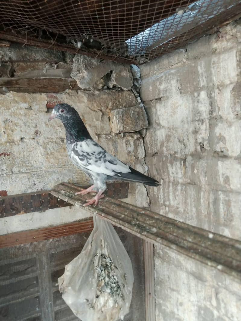 dabwala pigeons 5